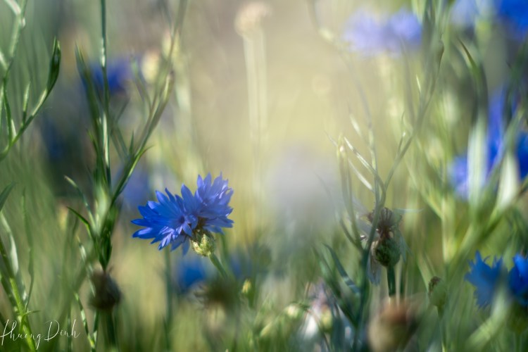 flower, summer, cornflower, blue, vintage, vintage lens, fujifilm, fujifilm_xseries, fujinon