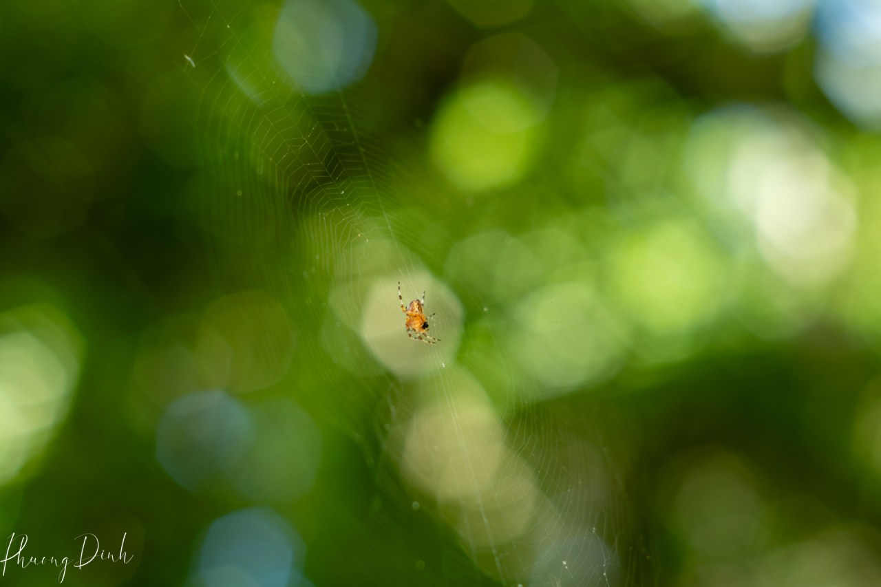 bokeh, botanical garden, british columbia, garden, green, insect, jul, july, light, nature, spider, summer, takumar, van dusen botanical garden, Vancouver, vandusen, vintage, vintage lens
