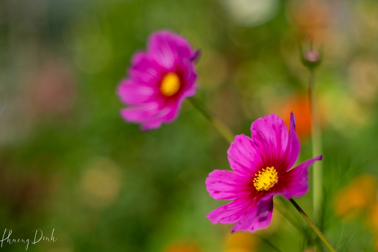 flower, summer, green, white, dandelion, dandelion seed, vintage, vintage lens, fujifilm, fujifilm_xseries, fujinon, garden, flower garden, insect, close up, cosmos, pink, flower