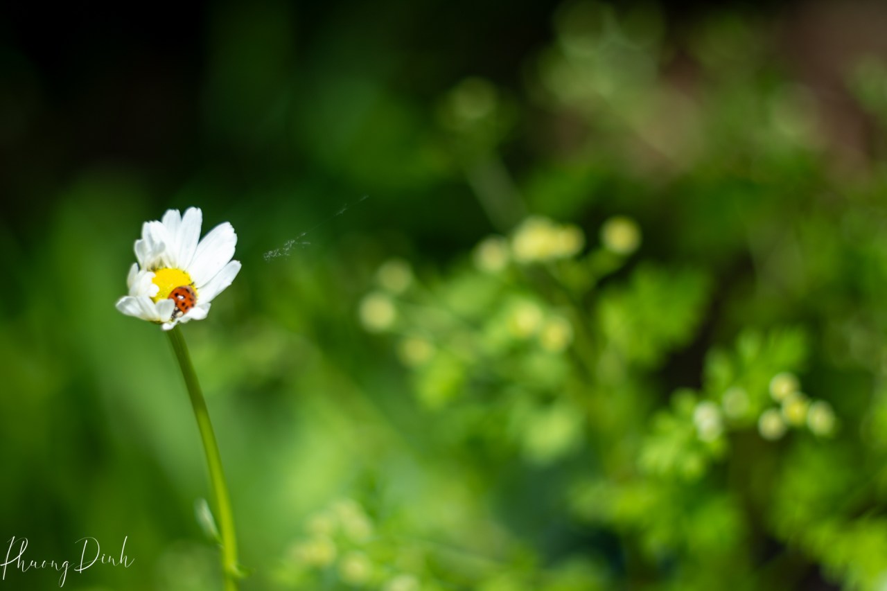 community park, garden, june, nature, park, paulik, paulik community park, richmond, summer, vintage, vintage lens