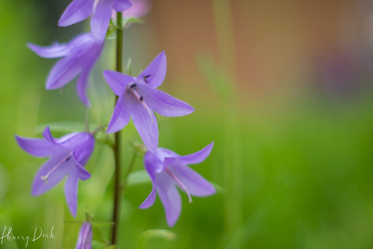 bellflower, burnaby, burnaby lake, burnaby lake regional park, creeping bellflower, flower, jun, june, nature, park, regional park, summer, vintage, vintage lens