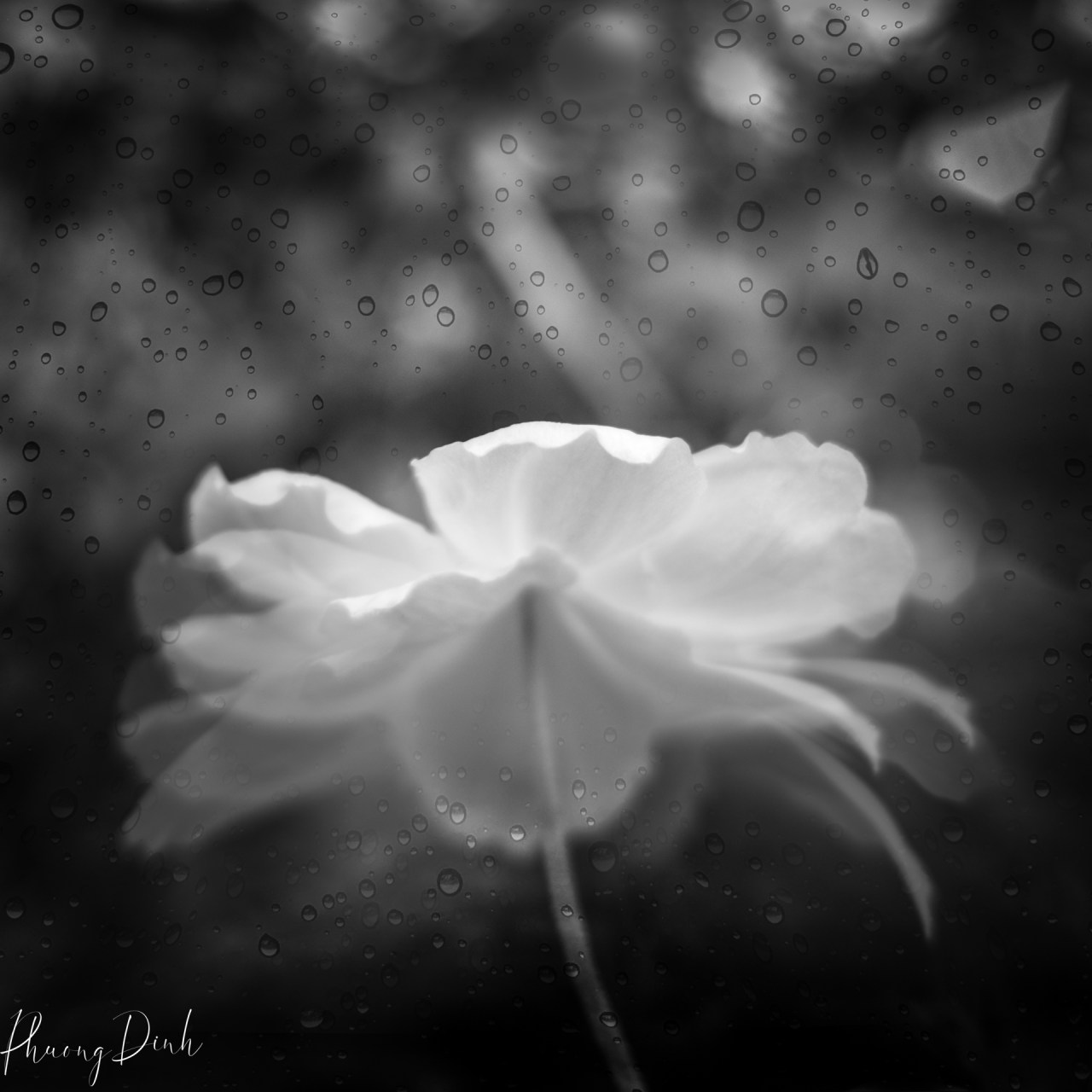 photography, black and white photography, black & white photography, b&w photography,  black and white, black & white, b&w, flower, floral photography, reflection, black, white