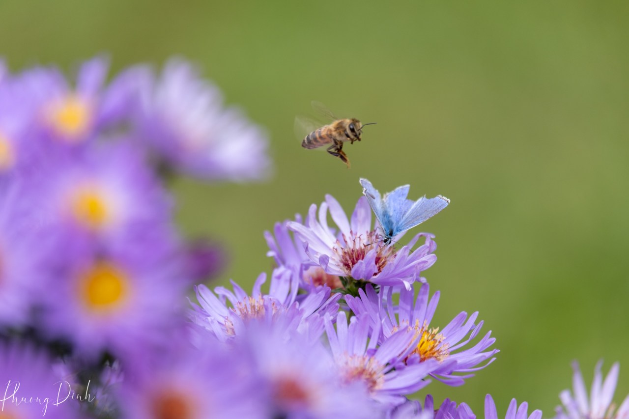 macro photography, photography, close up, insect, nature, flower, flower photography, butterfly, western white, close up, blue butterfly, bee