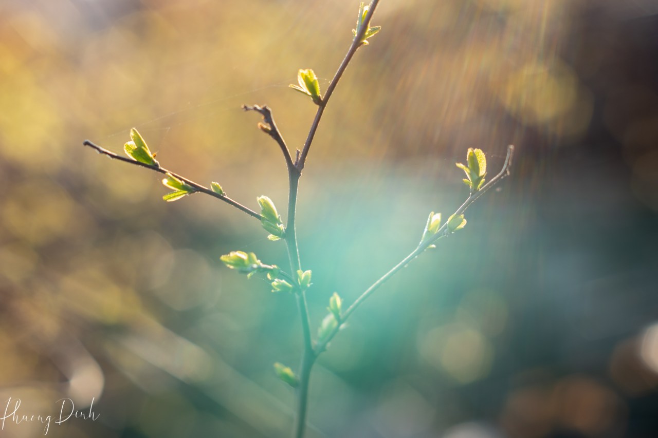 nature, plant, tree, bud, vintage lens, morning light