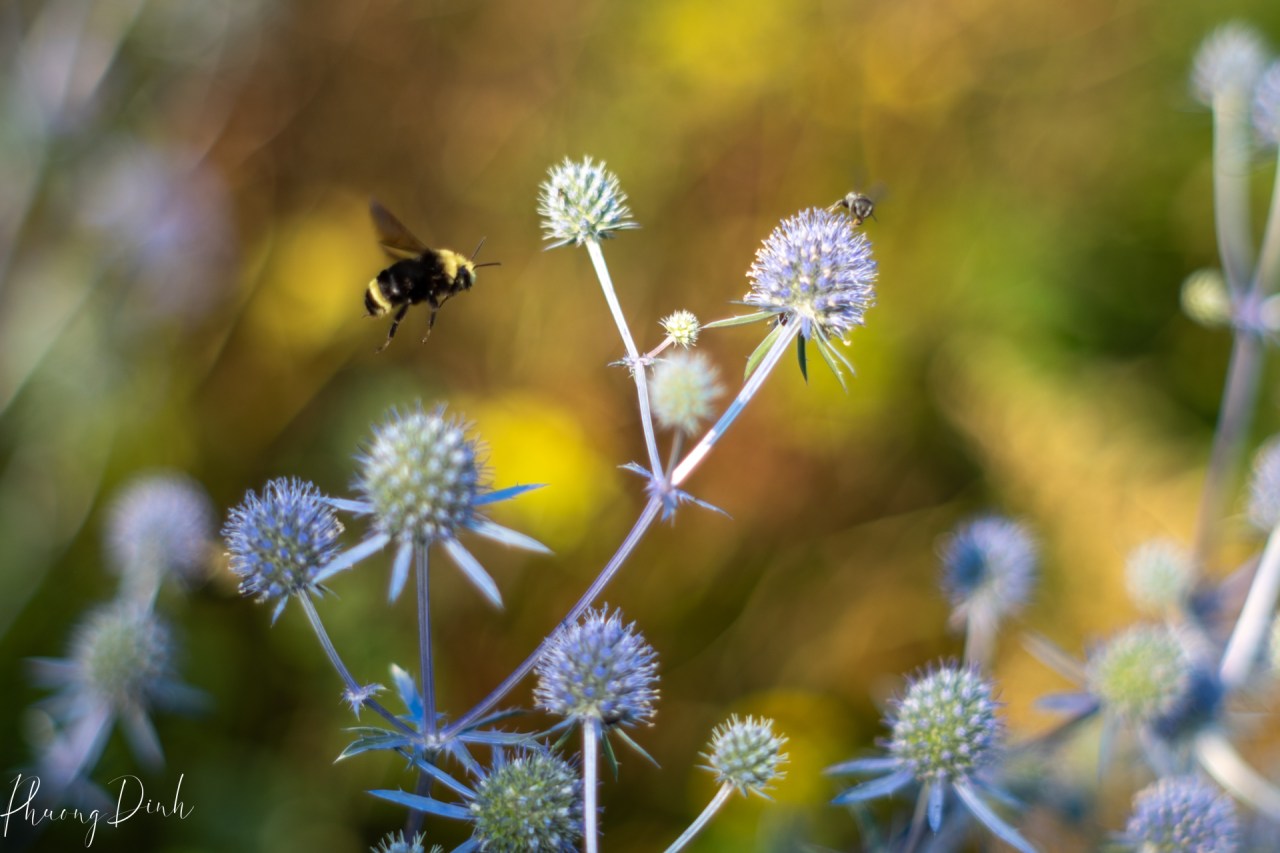 macro photography, photography, close up, insect, nature, flower, flower photography, bee, western white, close up
