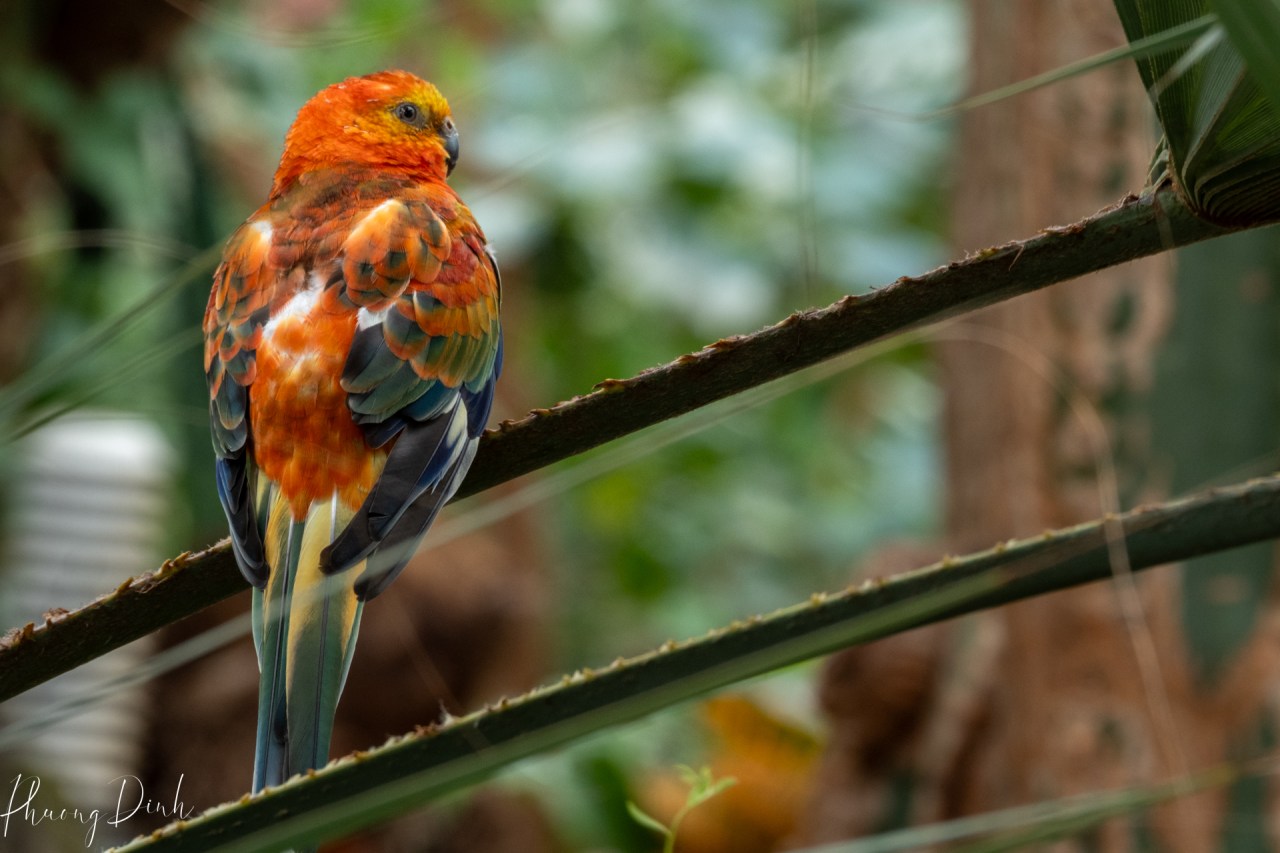 wildlife, bird, bloedel conservatory, conservatory, bird, macaw, parrot, shooting through, black and white, galah