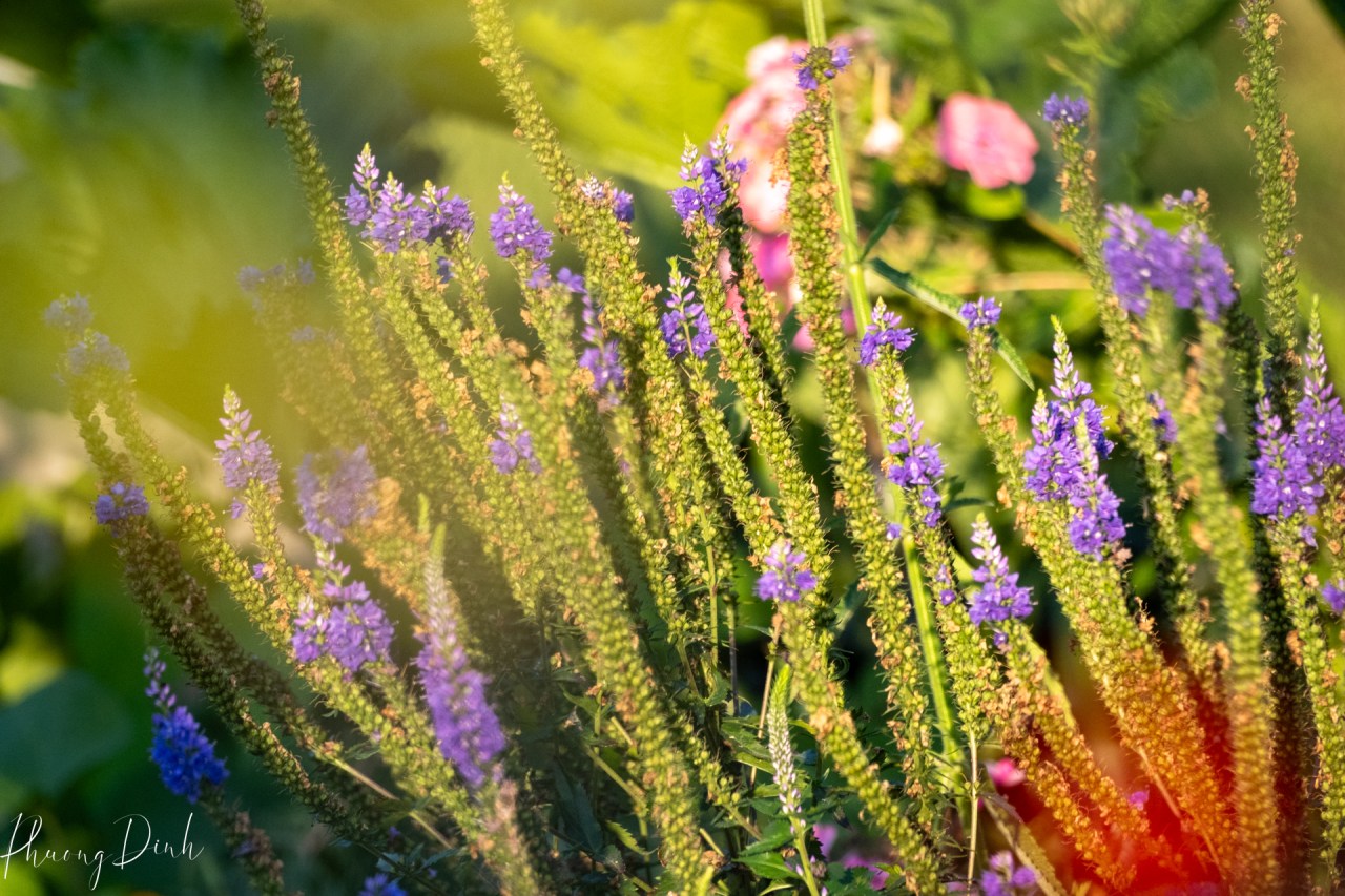 light, nature, plant, bokeh, vintage lens, fine art, fine art photography, bokeh, reflection, flower garden, garden, summer, flower, floral photography