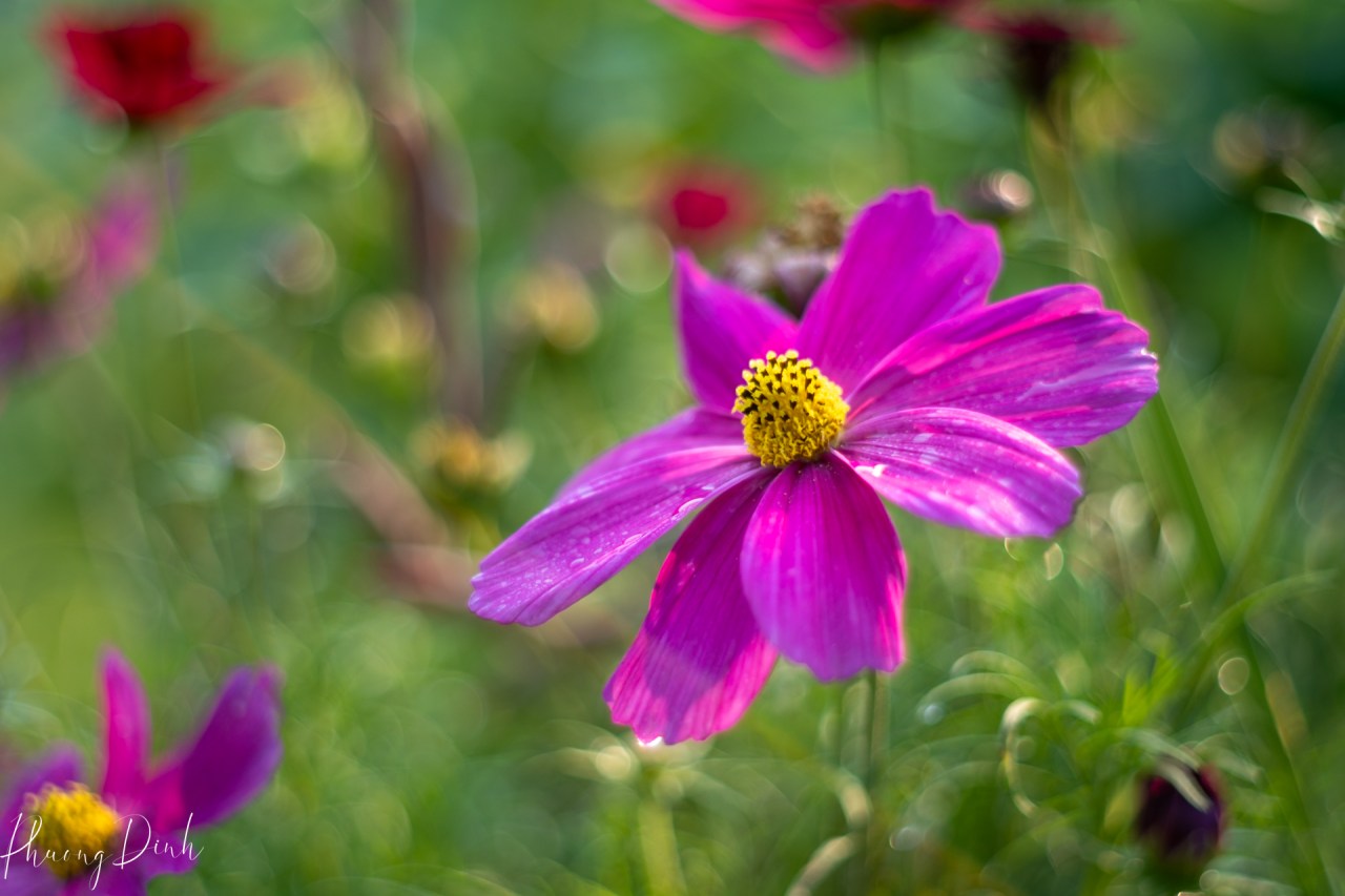fine art, fine art photography, photography, vintage, vintage lens, m42, Sekor, Pentax, Mamiya, floral photography, cosmos, pink cosmos, flower, summer