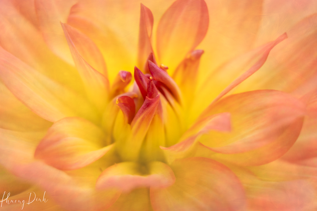 flower, dahlia, orange, spring, nature, garden, botanical