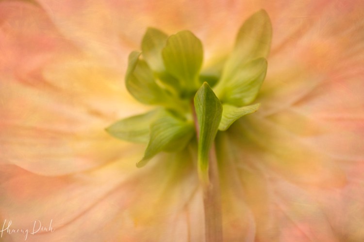 flower, dahlia, orange, spring, nature, garden, botanical