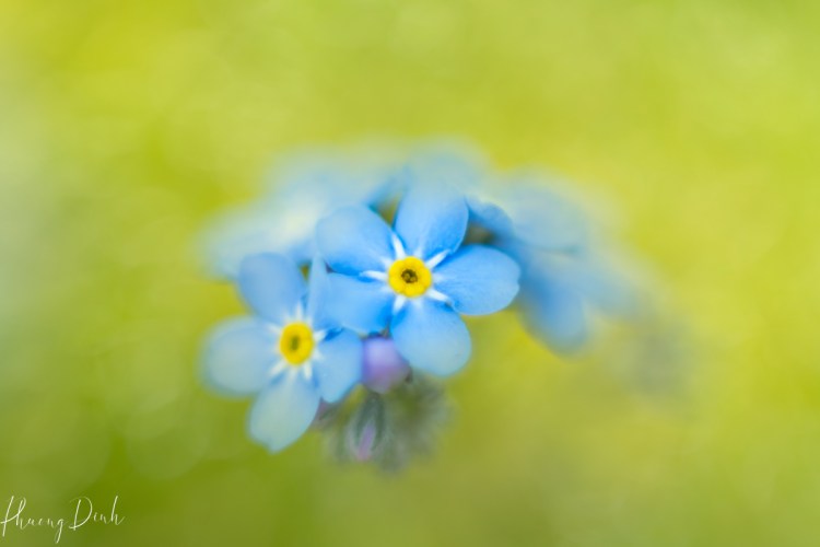 Forget Me Not, flower, blue, spring