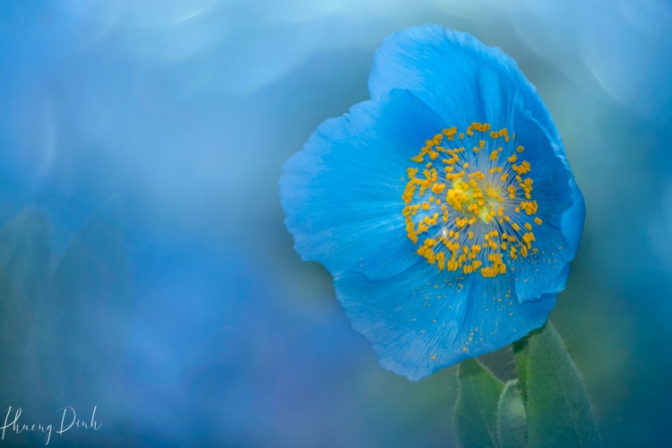 Himalayan Blue Poppy, poppy, flower, blue, vandusen, botanical Garden, nature, spring