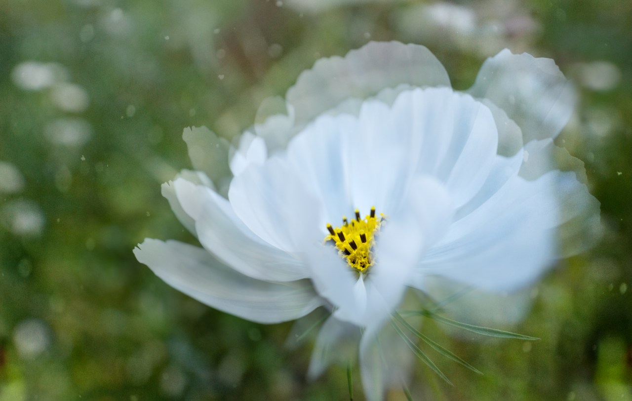 anemone, dancing, dreamy, painterly, white, flower