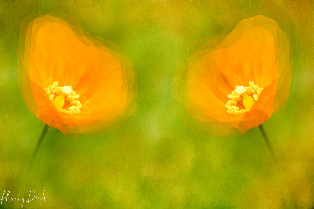poppy, poppy flower, macro, dreamy, painterly, impressionism, artistic vision