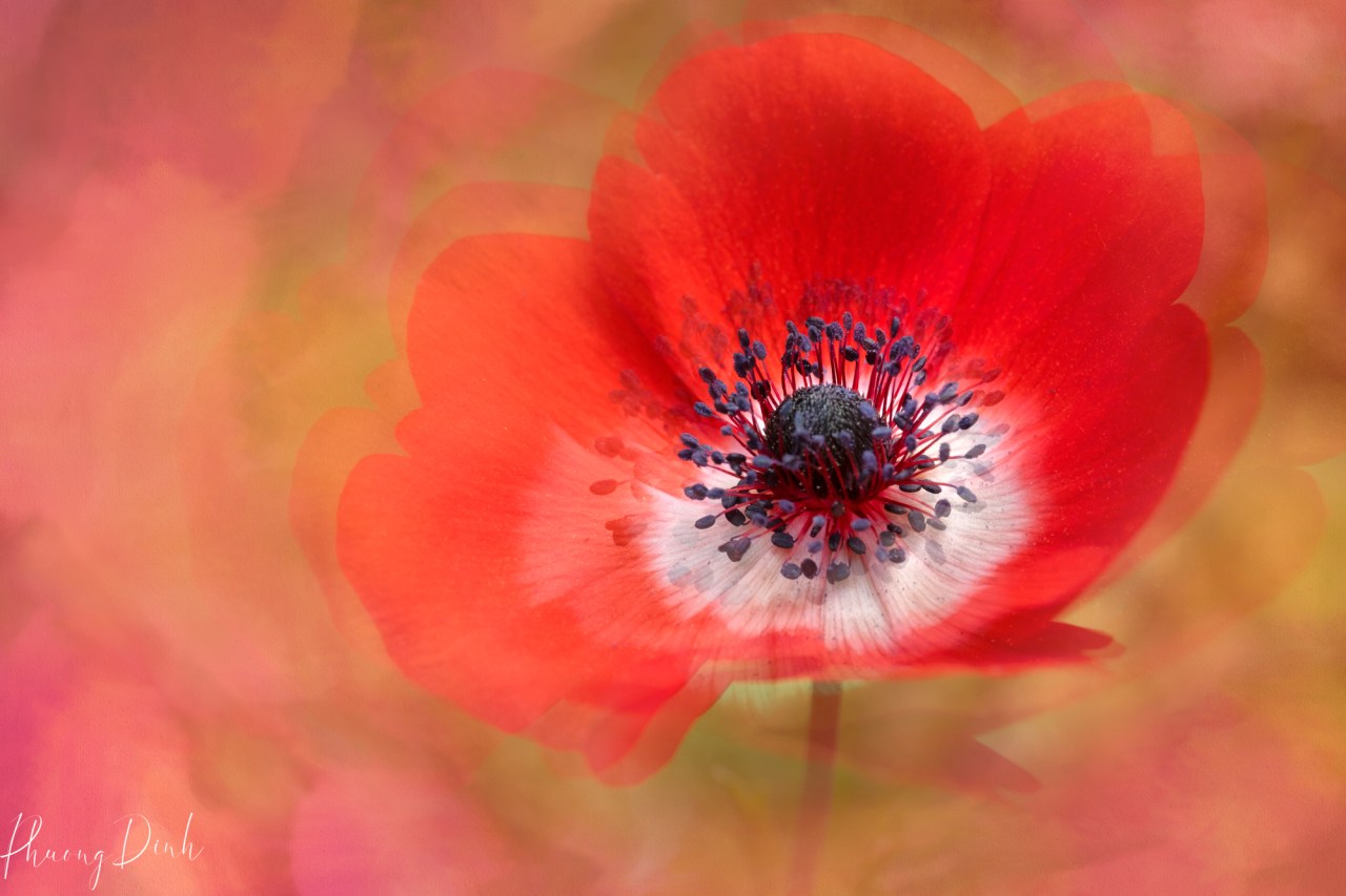 poppy, poppy flower, macro, dreamy, painterly, impressionism, artistic vision
