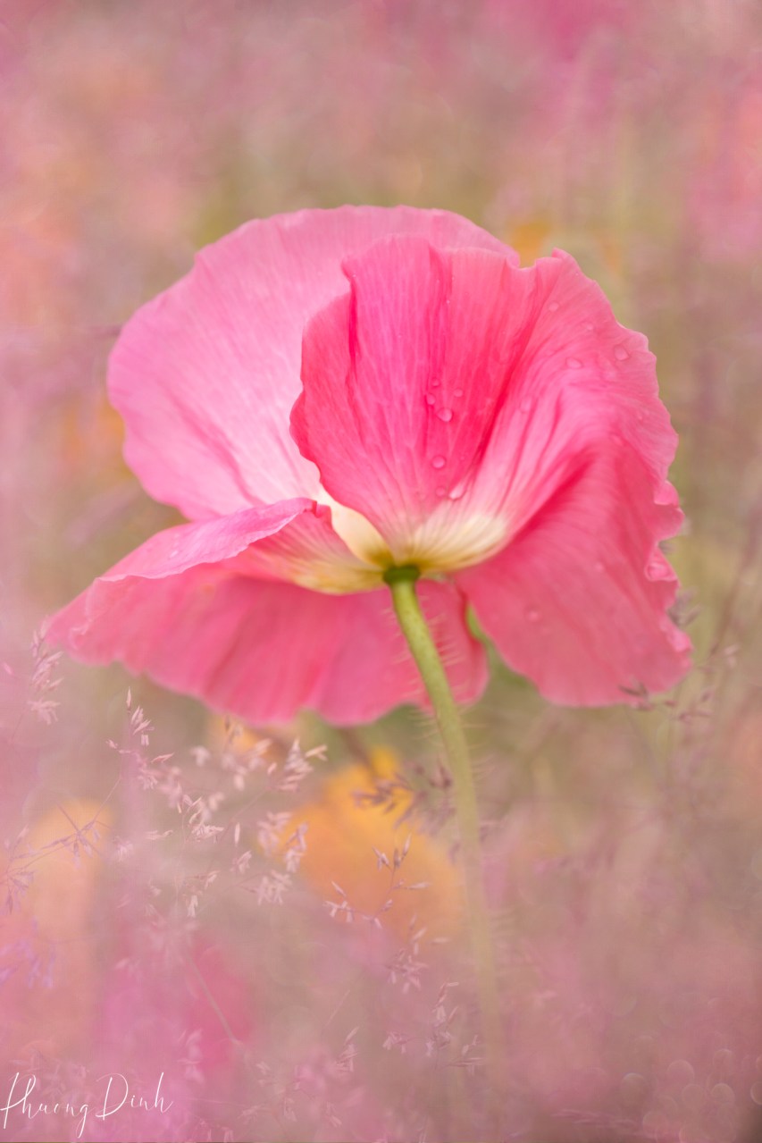 poppy, poppy flower, macro, dreamy, painterly, impressionism, artistic vision