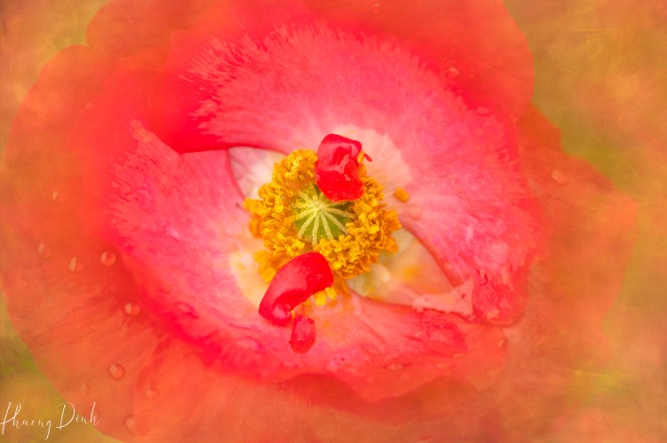 poppy, poppy flower, macro, dreamy, painterly, impressionism, artistic vision, photography, artistic vision, creativity, fine art