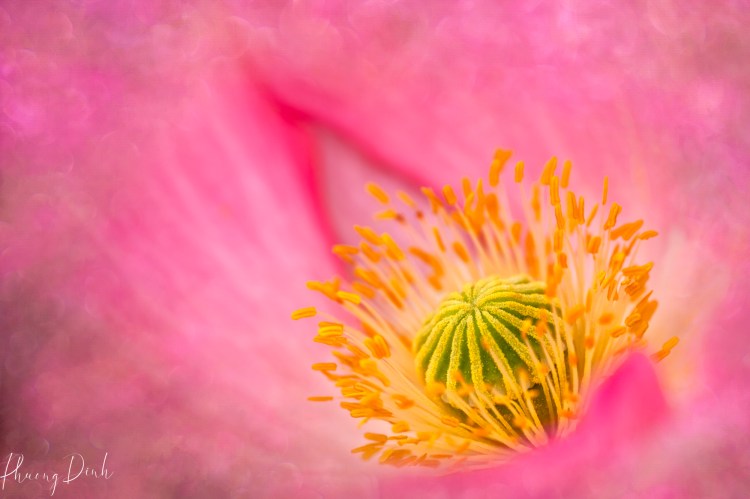 poppy, poppy flower, macro, dreamy, painterly, impressionism, artistic vision, photography, artistic vision, creativity, fine art