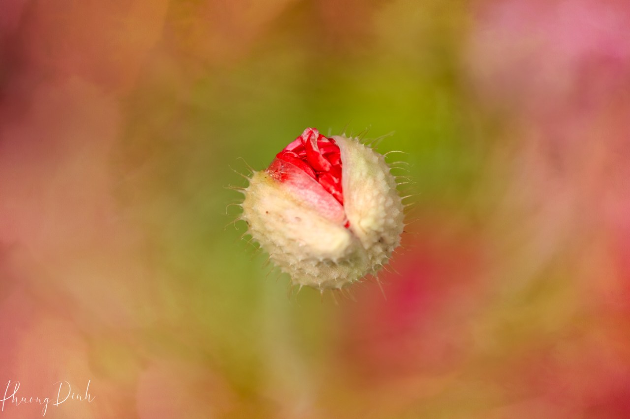 poppy, poppy flower, macro, dreamy, painterly, impressionism, artistic vision