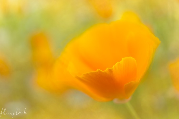 poppy, poppy flower, macro, dreamy, painterly, impressionism, artistic vision, photography, artistic vision, creativity, fine art