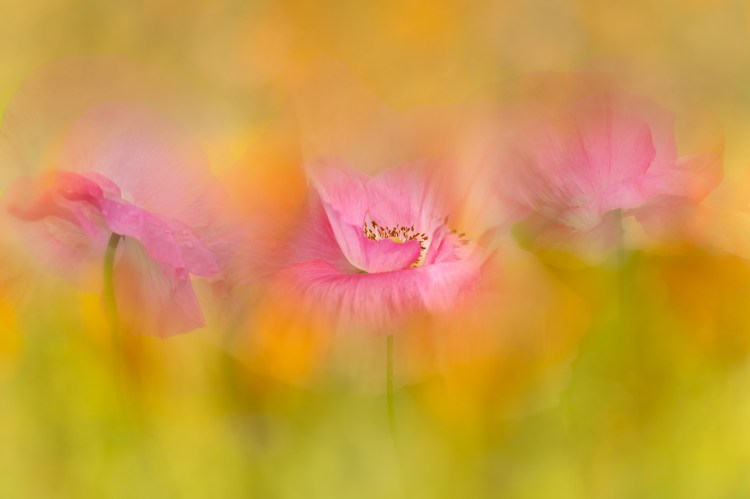 poppy, poppy flower, macro, dreamy, painterly, impressionism, artistic vision