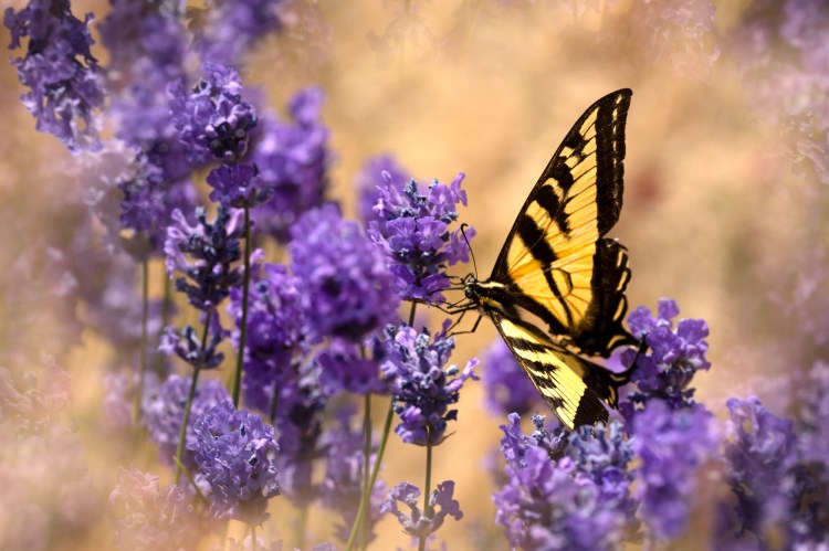 swallowtail, Butterly, spring, lavender, flower, summer