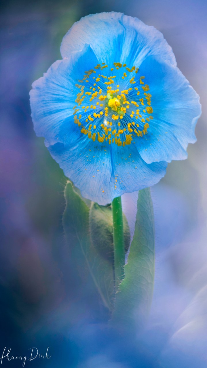 poppy, poppy flower, macro, dreamy, painterly, impressionism, artistic vision, Himalayan blue poppy, blue poppy, fine art