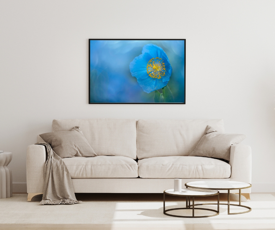 poppy, poppy flower, macro, dreamy, painterly, impressionism, artistic vision, Himalayan blue poppy, blue poppy