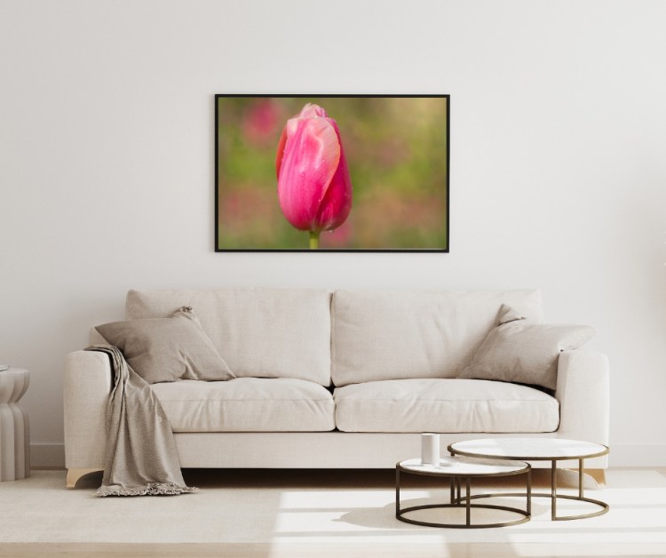 tulip, pink, flower, vandusen, garden, nature, spring
