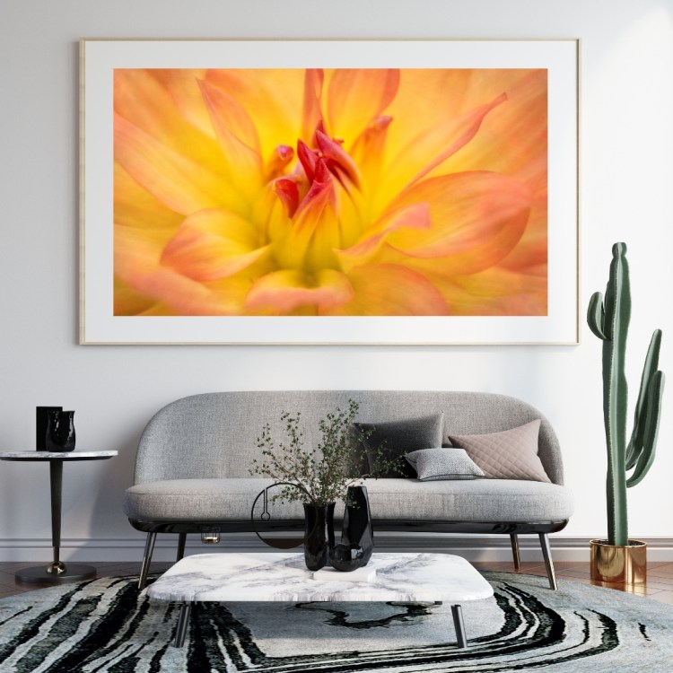 flower, dahlia, orange, spring, nature, garden, botanical